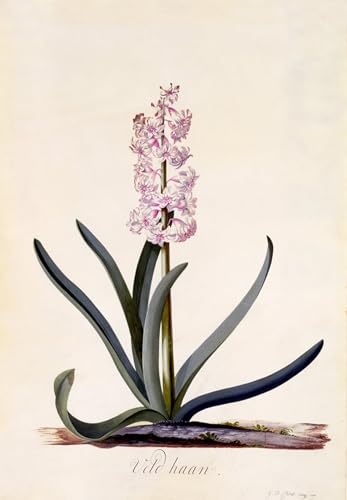 Imprimé sur toile Hyacinth veld Haan par Georg Dionysius Ehret affiche bureau 60x90cm