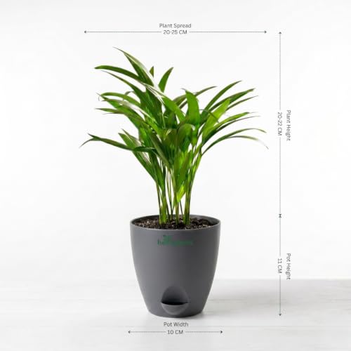 Image of Spider Plant, Peace Lily, Areca Palm & Snake Plant Live Indoor 4-Plant Combo in 4-Inch Self-Watering Matte Grey Pots | Air-Purifying Oxygen Plants for Bedroom, Living Room & Office Decor