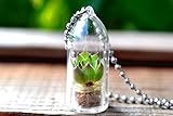 Hens and Chicks Terrarium Plant Necklace. Succulent Terrarium Gift.