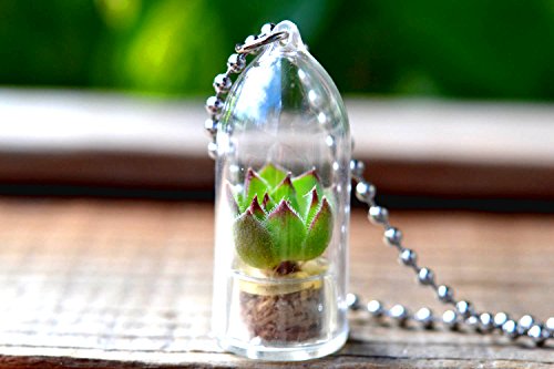 Hens and Chicks Terrarium Plant Necklace. Succulent Terrarium Gift. Hens and Chicks Terrarium Plant Necklace. Succulent Terrarium Gift.