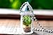 Hens 'n' Chicks Terrarium Plant Necklace. Succulent Terrarium Gift.