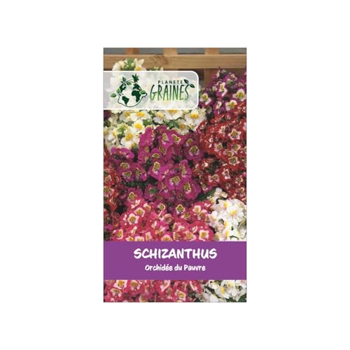 300 Graines Fleur- Papillon ou Orchidée du Pauvre – Schizanthus Wisetonensis Angel Wings Mixed Variété Ornementale Compacte – Fleurs Exotiques Bicolores – Facile à Cultiver