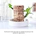 Brazilian Lucky Wood Plant, Brazilian Wood with Energy Crystals, Low-Light Office, Bedroom Decor, Home Good Luck Decor (Panda)