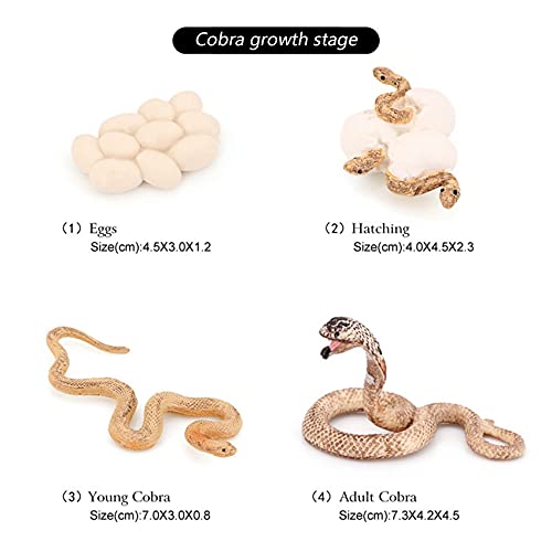 Ocnvlia Realistisches Tier Wachstum Zyklus Biologisches Modell Spielzeug Schlangen Wachstum Zyklus Biologisches Modell Wachstum Zyklus