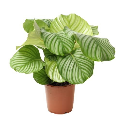 Bloomique - Calathea Orbifolia - Korbmarante -Zimmerpflanzen - Pflegeleicht - Luftreinigend - Haustierfreundlich - Höhe 60-70 cm - Topf 21 cm