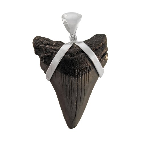 Starborn Fosilizados Colmillo De Tiburón Colgante Starborn Fosilizados Colmillo De Tiburón Colgante