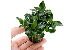 Anubias Nana Petite Live Aquarium Plants: Transform Your Freshwater Oasis
