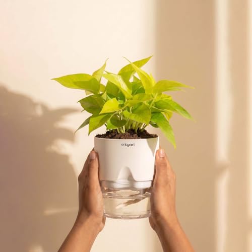 Image of Kyari Golden Money Plant Indoor Live Plant with Green Self Watering Pot 4 Inch - Money Plant Indoor Live Plant with Pot for Home, Living Room - Lucky Vastu Air Purifying Plant