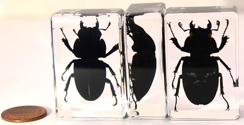 Image of 44mm Real Cottonwood Stag Beetle in Crystal Clear Lucite Resin Specimen Preserved Insect Bugs Taxidermy Crafts Collection for Biology Science Education & Desk Ornament Display Supplies