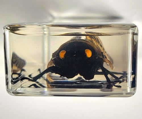Image of 4.3 inch Real Giant Coconut Cicada in Crystal Clear Lucite Resin Paperweight Specimen Preserved Angamiana Floridula Taxidermy Collection for Biology Science Education & Desk Ornament Display Supplies