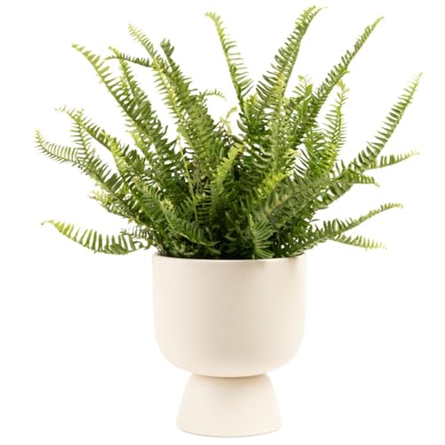 Costa Farms Kimberly Queen Fern Live Plant in Decorative Pot