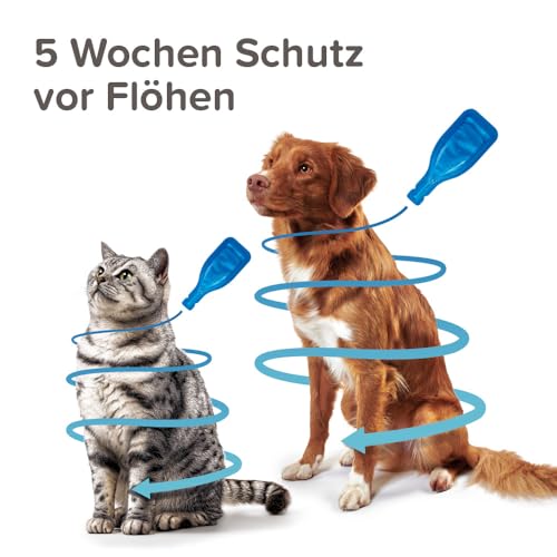 BEAPHAR - Fiprotec 50 mg Lösung Zum Auftropfen Für Katzen - Ab 8 Wochen - Schützt 5 Wochen Gegen Flöhe - 3 Pipetten