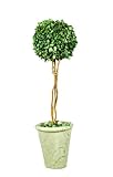 Galt International Naturally Preserved Real Boxwood Ball Topiary Plant with Twig Stem and Restoration Style White Pot, 21.5-Inch