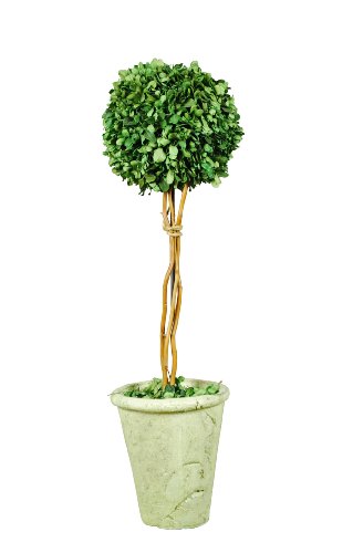 Galt International Naturally Preserved Real Boxwood Ball Topiary Plant with Twig Stem and Restoration Style White Pot, 21.5-Inch