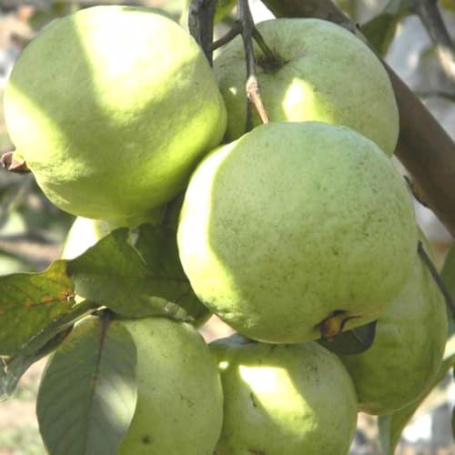 Image of All Season Very Sweet Green Thai 7 Guava baramasi,Rare Varity Thailand Guava Fruit Plants & Tree Bonsai Fruit Plant All Season Fruit Plant(pack of 1),CF SG45