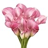 GlobalRose 10 Lavender Mini Calla Lily Responsibly Sourced Lilies Flowers Hand-Picked Flowers Fresh Bouquet for Graduation, Anniversary, Birthday & Special Occasions