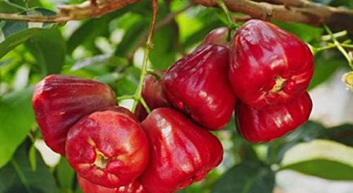 Creative Farmer Live Plants Rose Apple/Java Apple/Chambakka Rose Apple/Java Apple/Chambakka Fruit Plant Terrace Garden Suitable Outdoor Plant (1 Healthy Live Plant)