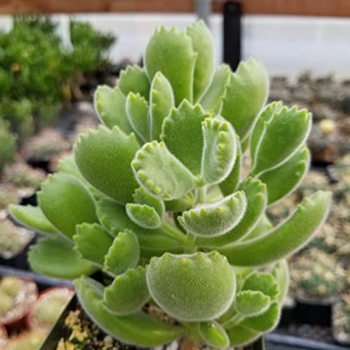 Cotyledon Ladismithiensis Cacti Cactus Succulent Real Live Plant #TOP3