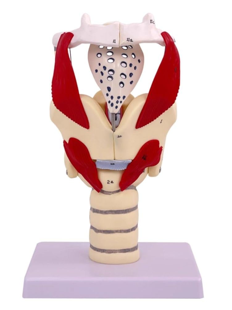 Modelo anatómico de laringe y pulmón, modelo de faringe funcional para fortalecer la estructura y función del cuello en medicina, modelo de anatomía educativa,