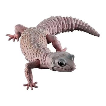 Amazon.co.jp: ヒョウモントカゲモドキ（ブリザード） いきもの