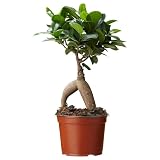 Cuidados sencillos. Ficus Retusa Bonsái Natural una Joya Natural para Cultivar y Disfrutar en Casa