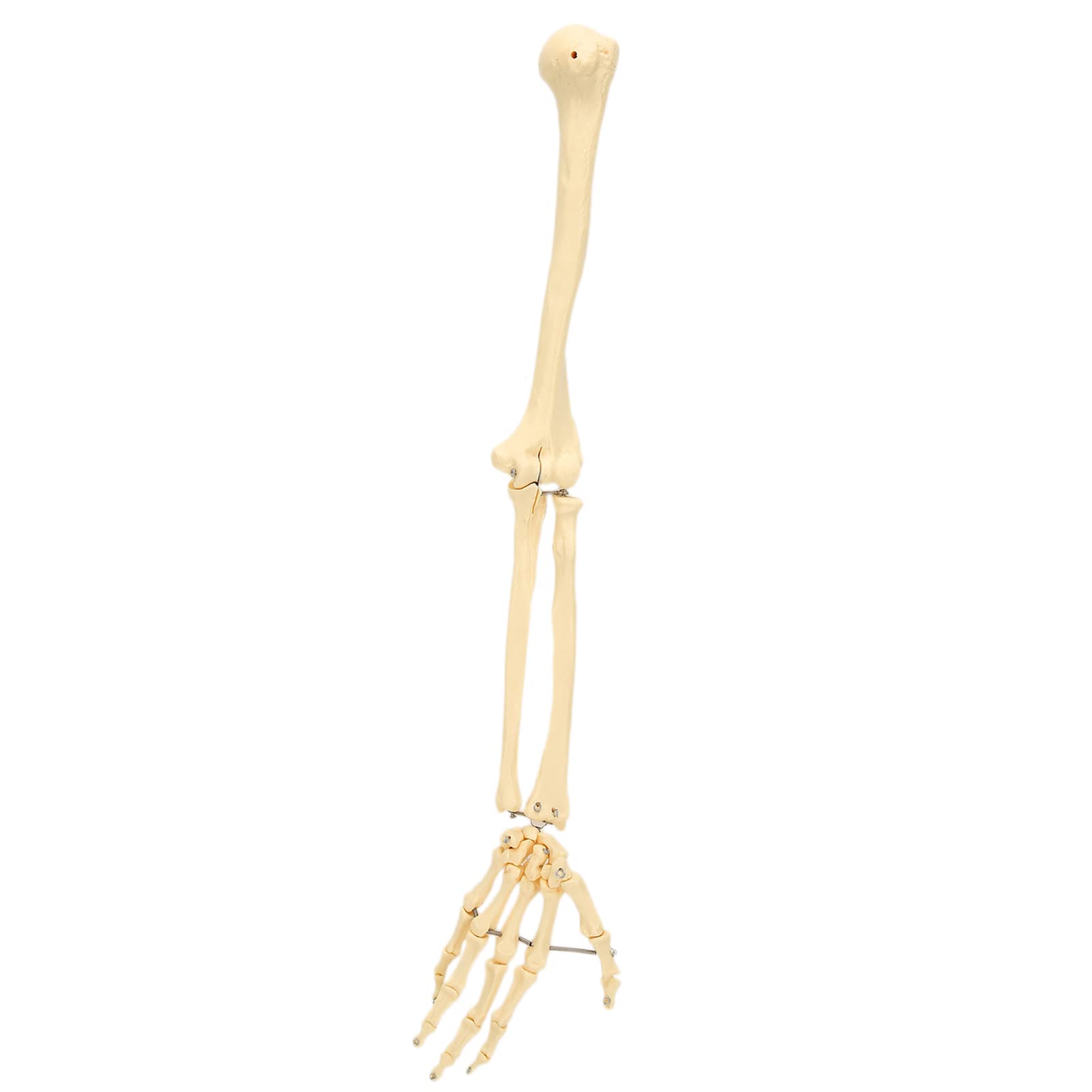 Arm Bone Model, ANGGREK Professional Human Hand Arm Bone Model Upper Bone Model Anatomical Arm Model for Teaching Demonstration