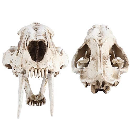 Crânio de tigre de resina Crânio de animal, excelente acabamento Simulação de alta simulação Modelo