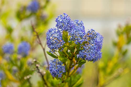 Ceanothus impressus 'Victoria' 30-40 cm – Winterhart, Immergrün, Pflegeleicht – Kalifornischer Flieder – Zierstrauch für Garten & Hecke