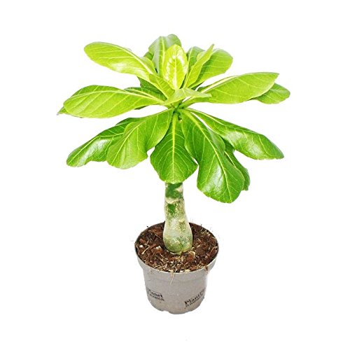 Palmier d'Hawaï Brighamia insignis