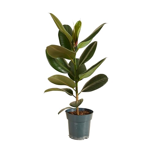 Bloomique - Ficus Elastica Robusta - Hévéa - Plante à caoutchouc - Plantes d'intérieur - Purificateur d'air - Très facile d'entretien - 50-60 cm de haut - Pot 17 cm