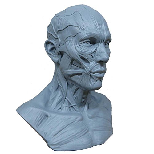 Earlywish NEW 10cm Human Model Anatomy Skull Head Muscle Bone Medical Artist Drawing