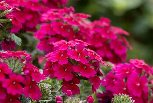 Image of Verbena Flower Seeds - Easy to Grow, Vibrant Long-Blooming Annual Flowers for Garden, Patio, and Containers - Attracts Butterflies & Pollinators(Pack Of 50+ Seed)