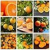 Generic Fresh 20st Orange Fruit zaden voor planten Veelkleurig