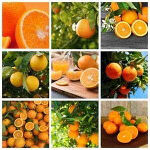 Generic Fresh 20st Orange Fruit zaden voor planten Veelkleurig