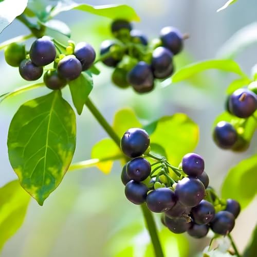 semillas de solanáceas, jardín de jardín rocas resistentes productos sostenibles semillas raras Balcón con parterre 160pcs