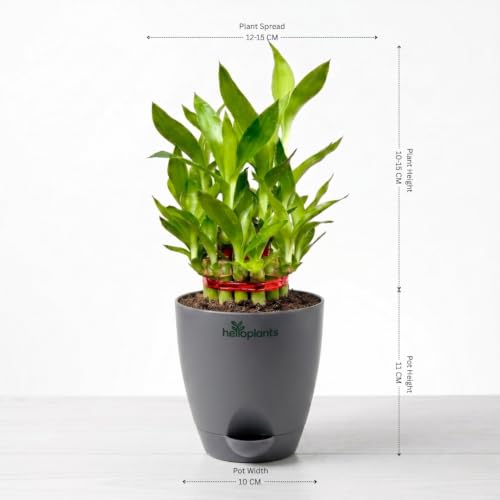 Image of Marble Money Plant, Lucky Bamboo, Jade Plant & Golden Money Plant Live Indoor 4-Plant Combo in 4-Inch Self-Watering Matte Grey Pots | Vastu Prosperity, Feng Shui Lucky Plants for Wealth