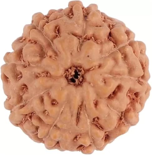 Image of Vado Certified 9 Mukhi Jawa Rudraksha with Authentic Lab Certificate Natural Indonesian Beads (9 Mukhi)