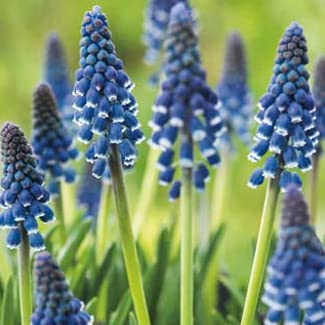 Floriculture Greens IMP. Musckari | Muscari | Grape Hyacinth Flower Excellent Quality Flower Bulbs for Attractive Aromatic Flowers Home Gardening Plants Flower Bulbs Pack of 8, Night eyes