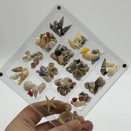Image of Acrylic Magnetic Seashell Display Box,DIY Seashell Display Box,Clear Storage Box for Seashell,Gemstones,Nail,Jewelry (1Pc 16 Grids Medium)