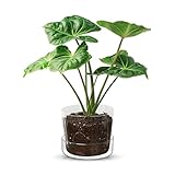 Sheer Pots Sheer Glass Pot Planter with Drainage Holes & Tray - Decorative & Modern for All House Plants (8 Inches)