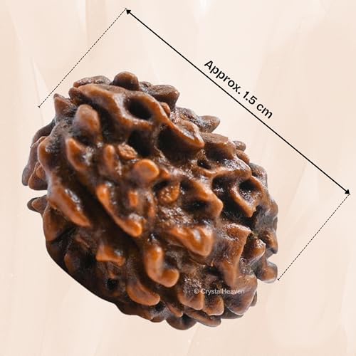 3 Mukhi Rudraksha Original Certified Bead - Natural Indian 3 Mukhi Rudraks for Meditation and Prayer, Protection, Chakra Balancing, Spiritual Growth and DIY Pooja Supplies
