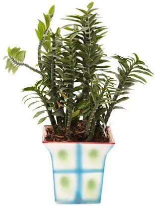 Vamsha Nature Care Live Ornamental zig-zag Plant Devils Backbone in Pot (B0CL2RD5RD) Amazon Price History, Amazon Price Tracker