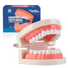 LA MIERE 1 Pack Standard Teeth Model Adult Standard Typodont Demonstration Denture Model for Kids Dental Teaching, Clean Display, Education, Study No Wisdom Teeth Gift Set