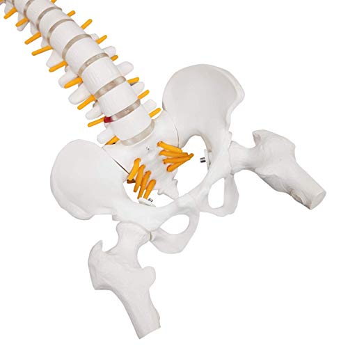 Image of 15.5 inch Mini Human Spine Model, Bendable Spinal Cord with Herniated Disk, Nerves, Arteries, Pelvis, and Femur Stumps, for Medical Students and Chiropractors, Includes Stand