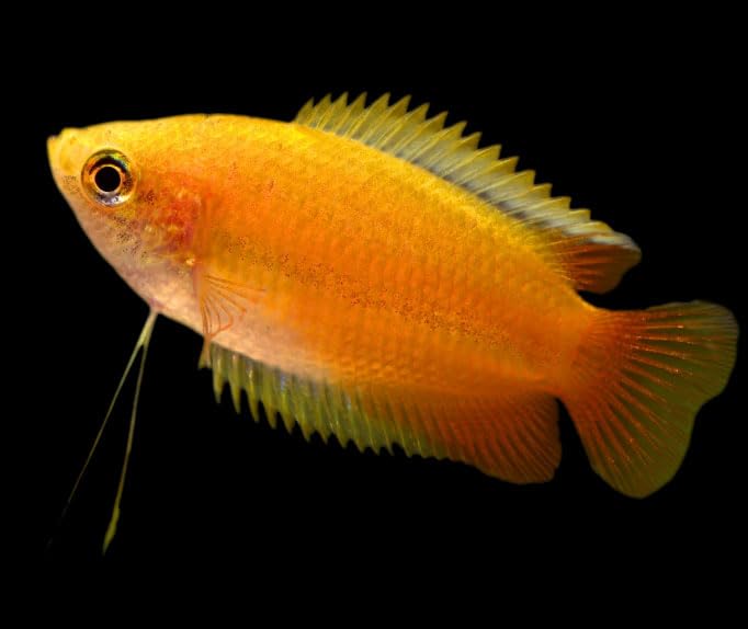 Red Honey Gourami live fish (packs of 4) -...