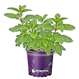 Zitronen-Minze (Mentha x gentilis var. Citrata)