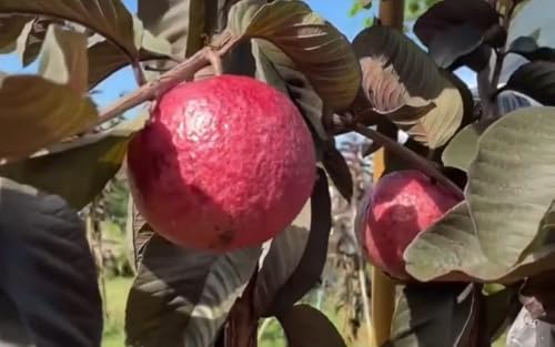 Image of ZXXYANBI Black Diamond Guava Layering /Grafted Fruit Live Plant (Height 1.5-2 Feet) rare and exotic fruiting tree, Fruits After 6 Month, sweet, aromatic pink-red flesh, 1 Healthy Plant For Home Garden