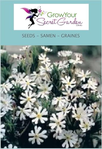 Phlox Zaluzianskya, Zaluzianskya Capensis - Bonbon de minuit - Phlox de Nuit