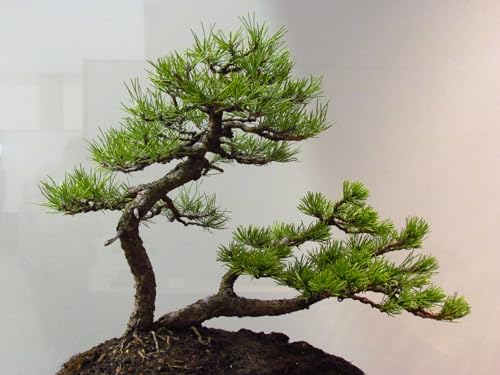 Nojus Bonsai Baum Samen Kollektion Set - Pflanzensamen - Zimmerpflanzen Saatgut - Bonsai Baumsamen Tütchen 7 Sorten - Ideales Zimmerpflanzen Geschenk