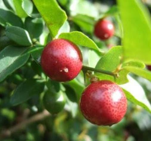 Image of GreenWorld Special Seedless Red Pati Lemon /Nimboo (Pack Of 1 / Guti Kolom) Live Plant,Healthy & Air Layered Plant,''Fruit After 3 to 6 Month''